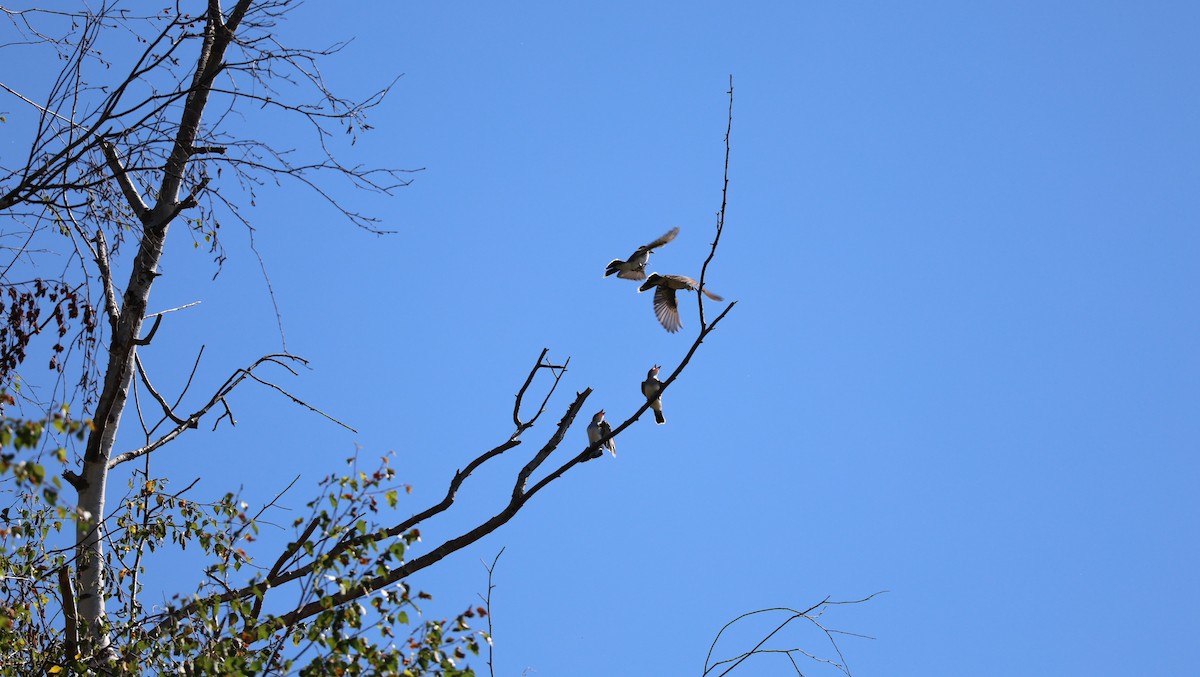 Eastern Kingbird - ML639997800