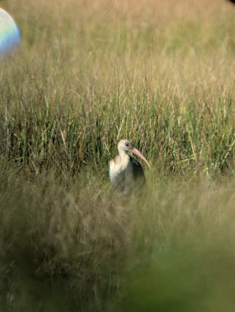 White Ibis - ML639997832