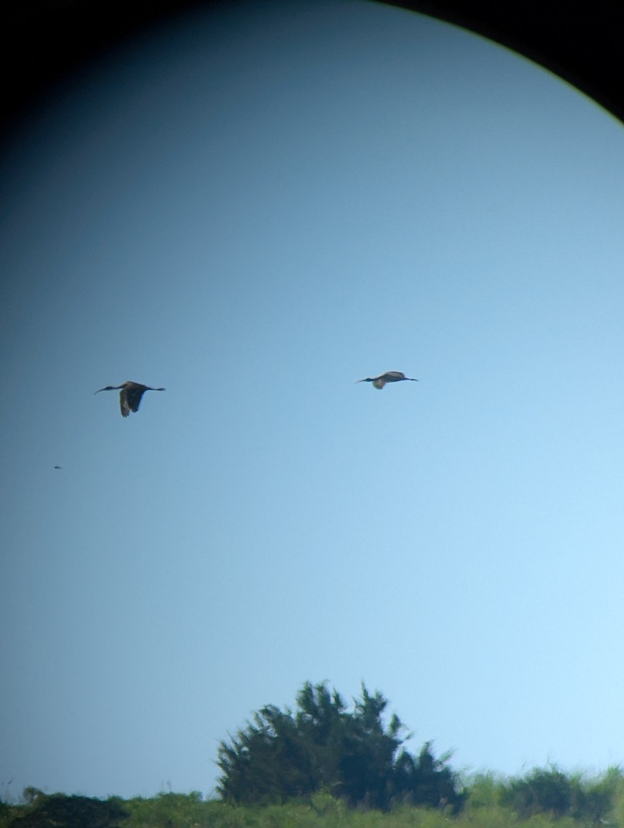 White Ibis - ML639997833