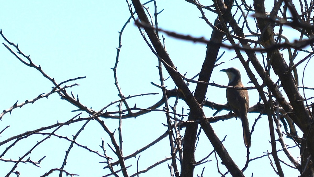 Dark-billed Cuckoo - ML639997851