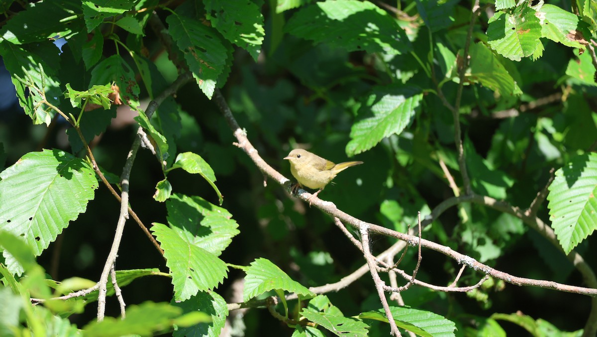 Common Yellowthroat - ML639997856