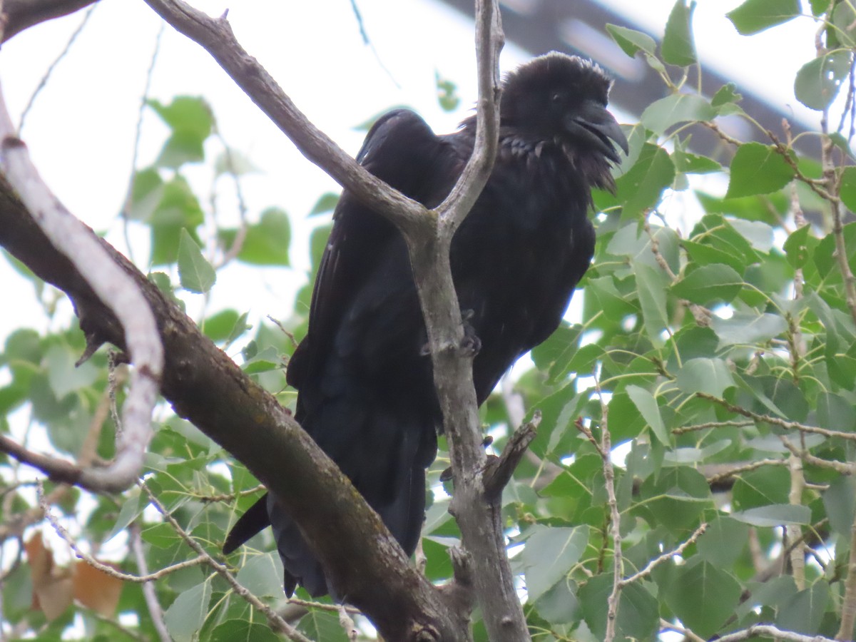 Common Raven - ML639997862