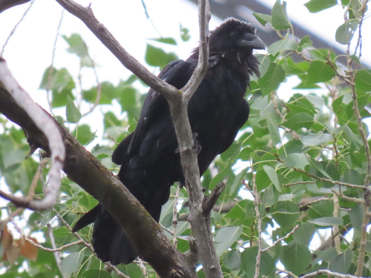 Common Raven - ML639997863