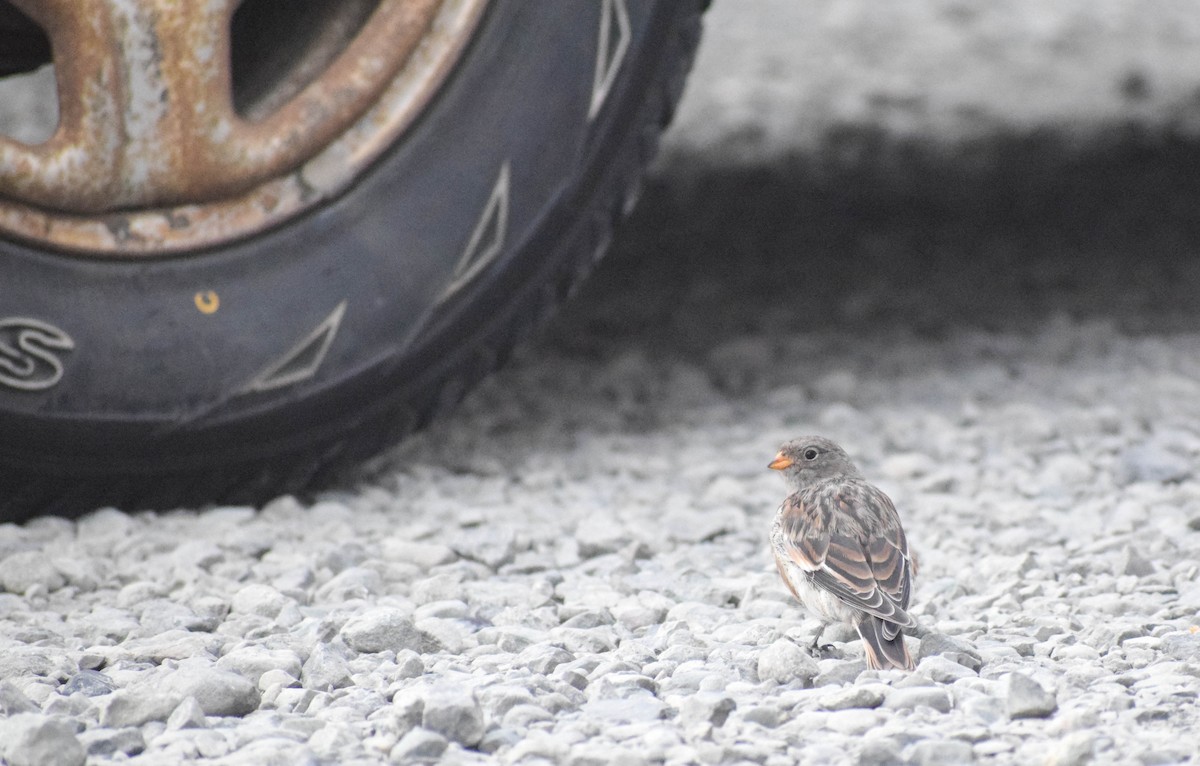 Snow Bunting - ML639997879