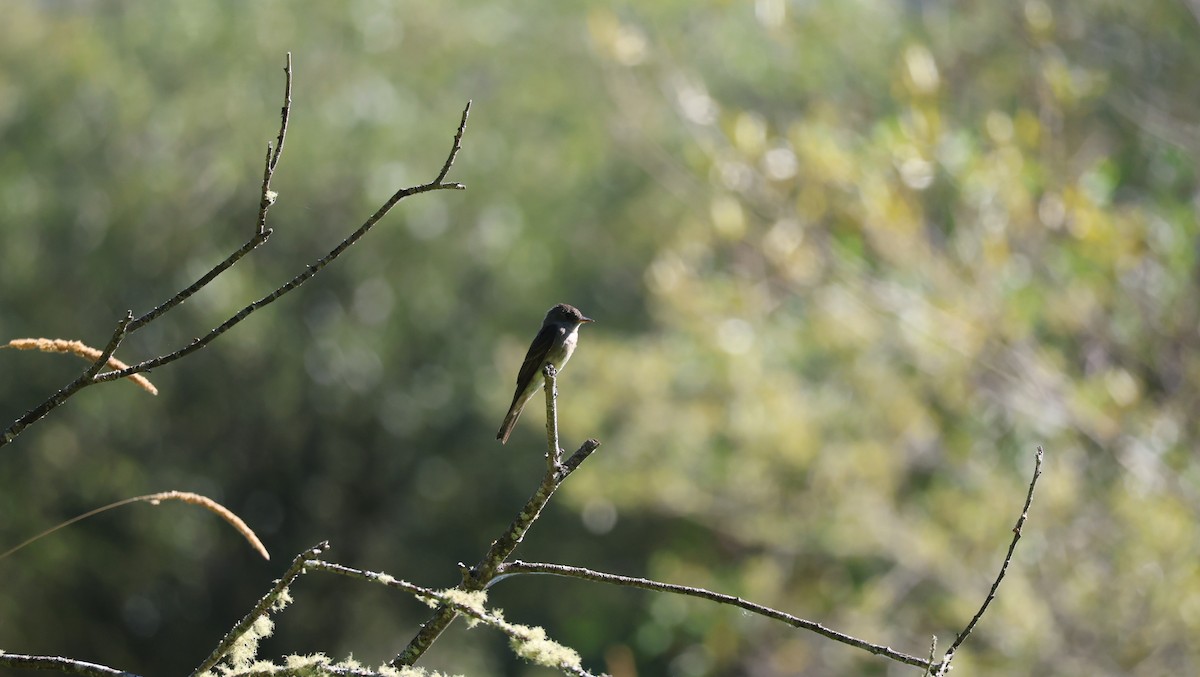 Western Wood-Pewee - ML639997899