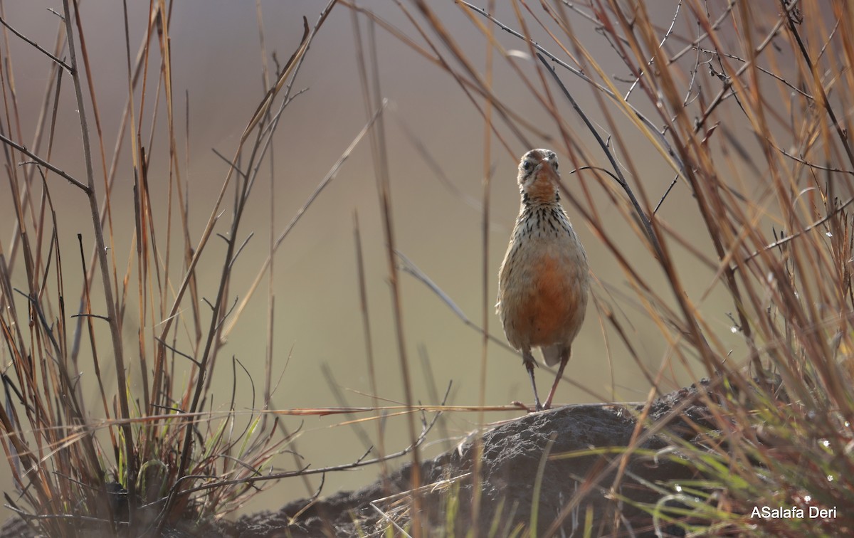Rosy-throated Longclaw - ML639997905