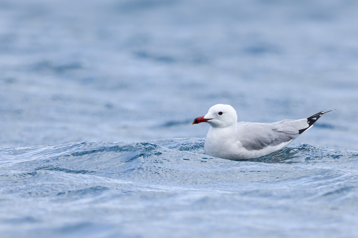 Audouin's Gull - ML639997913