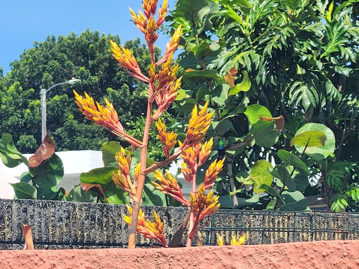 Green-throated Carib - ML639997922