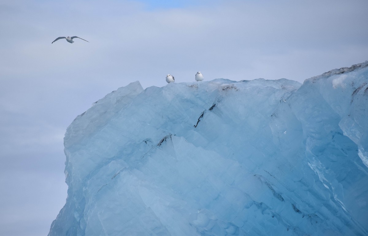 Black-legged Kittiwake - ML639997970