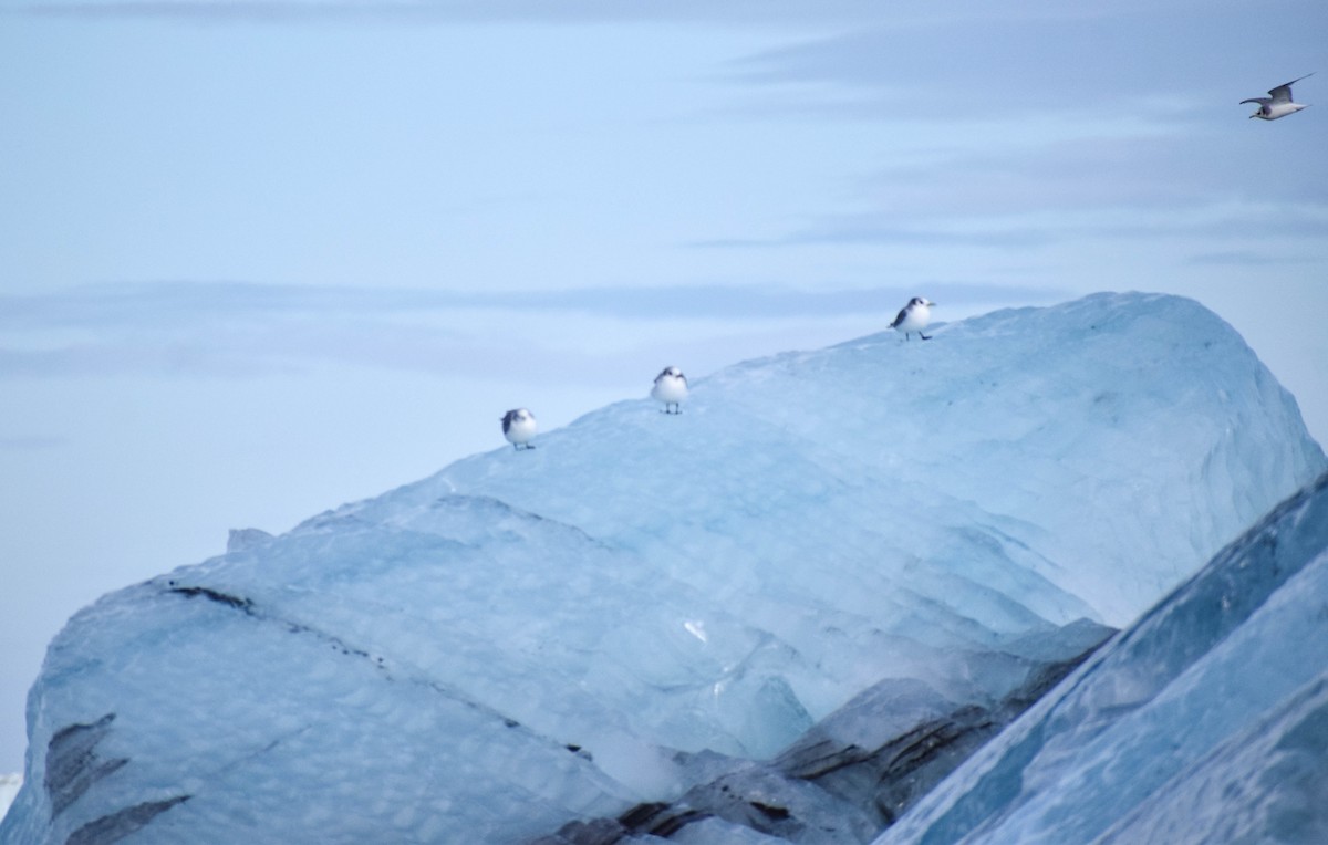 Black-legged Kittiwake - ML639997971