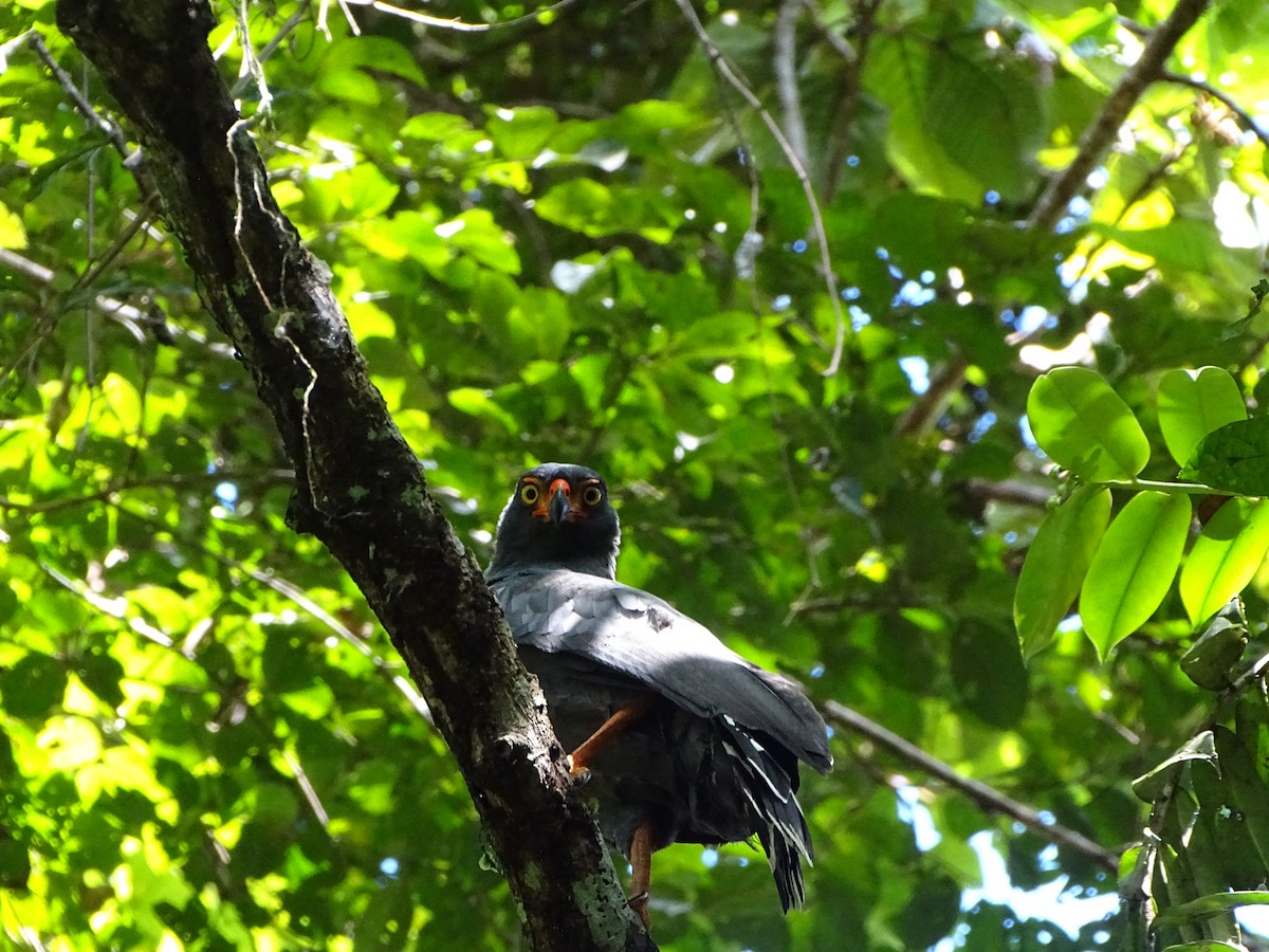 Slate-colored Hawk - ML639997974