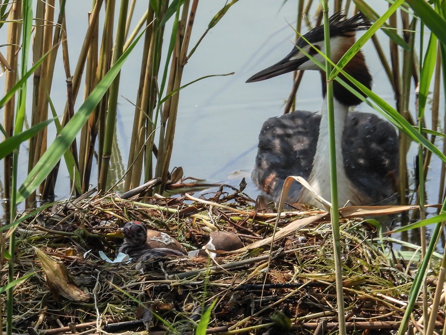 Great Crested Grebe - ML639997976