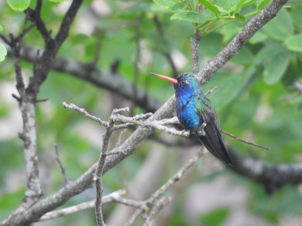 Turquoise-crowned Hummingbird - ML639998030