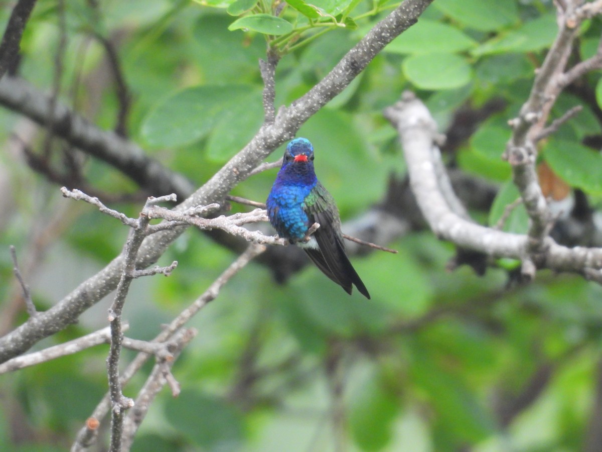Turquoise-crowned Hummingbird - ML639998031