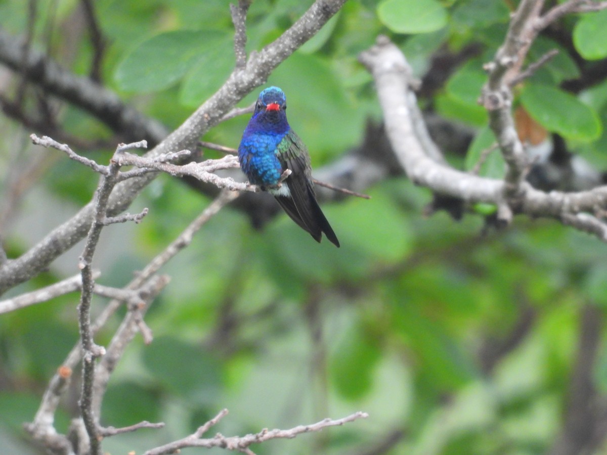 Turquoise-crowned Hummingbird - ML639998032