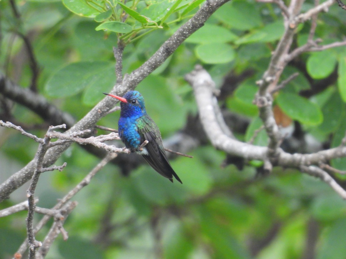 Turquoise-crowned Hummingbird - ML639998035