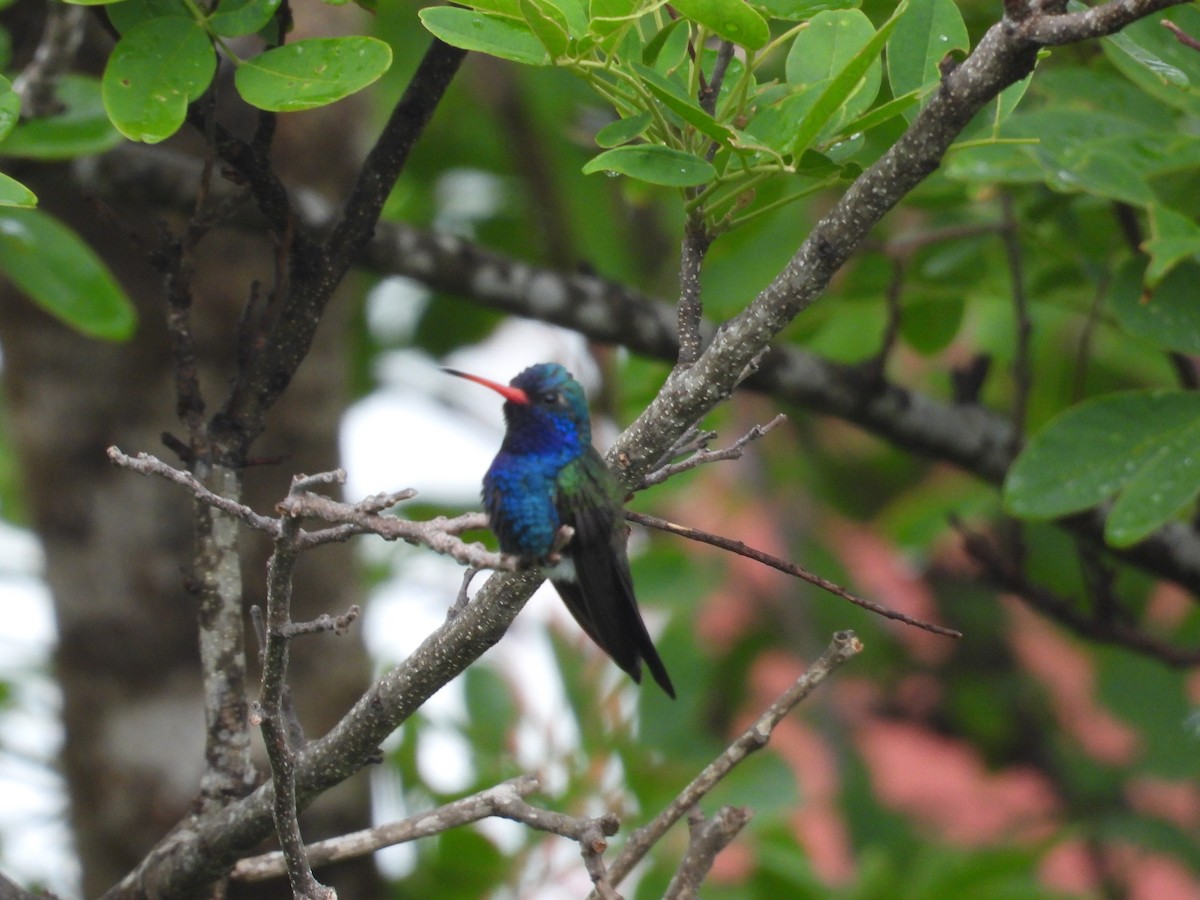 Turquoise-crowned Hummingbird - ML639998037