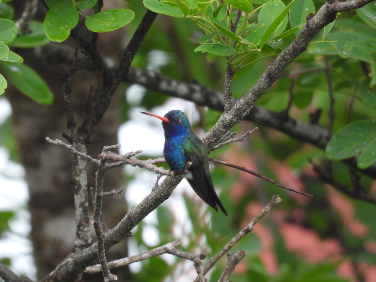 Turquoise-crowned Hummingbird - ML639998038
