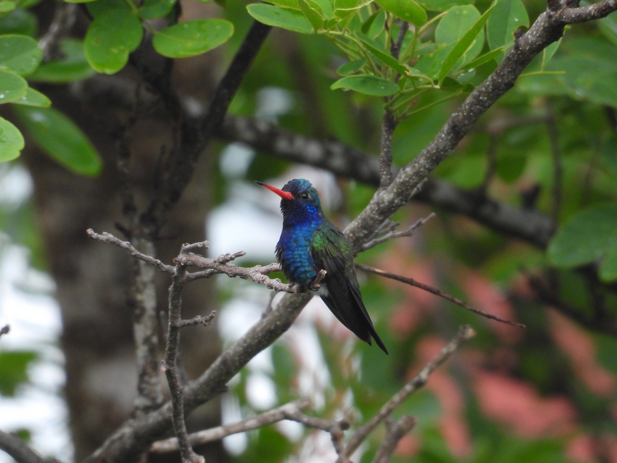Turquoise-crowned Hummingbird - ML639998039