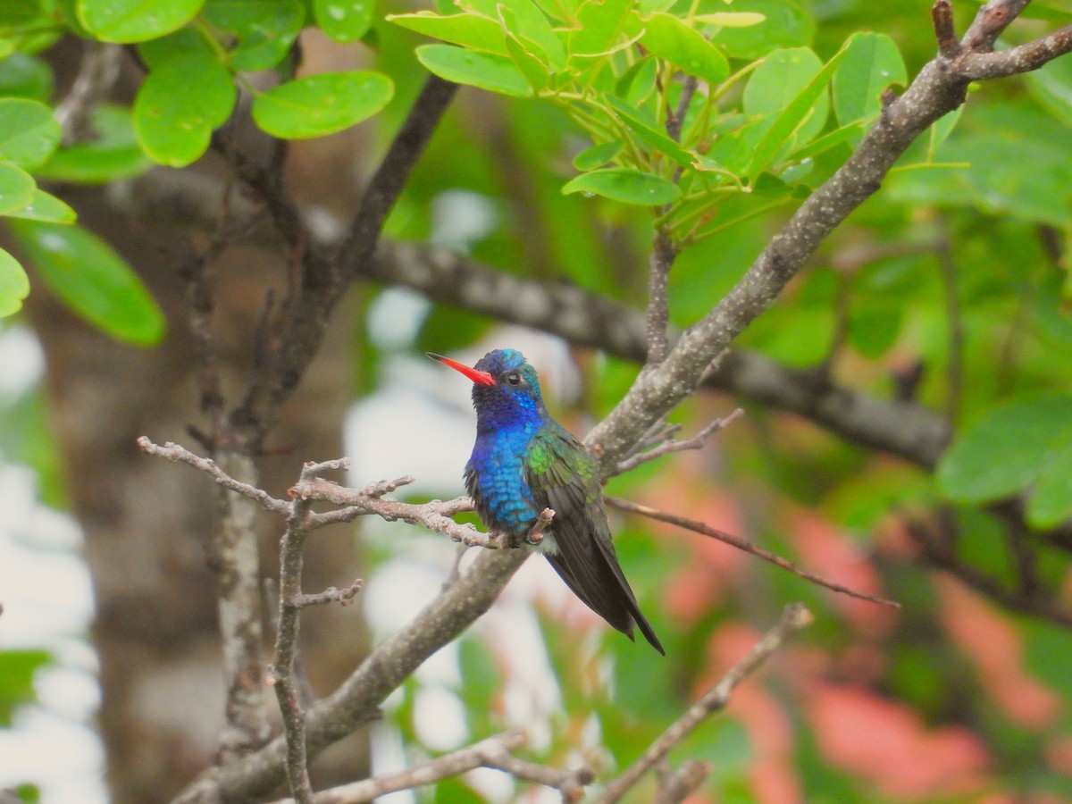 Turquoise-crowned Hummingbird - ML639998041