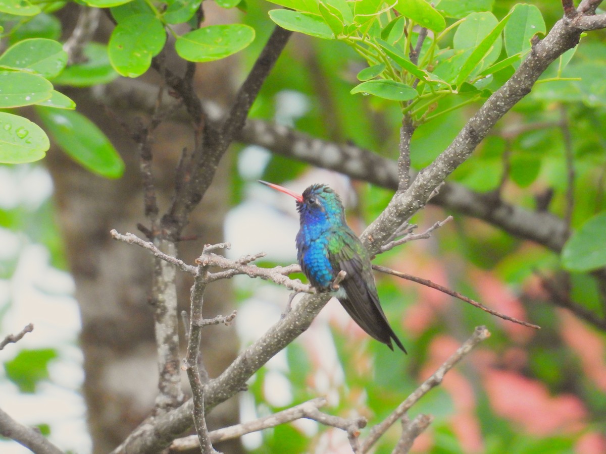 Turquoise-crowned Hummingbird - ML639998043
