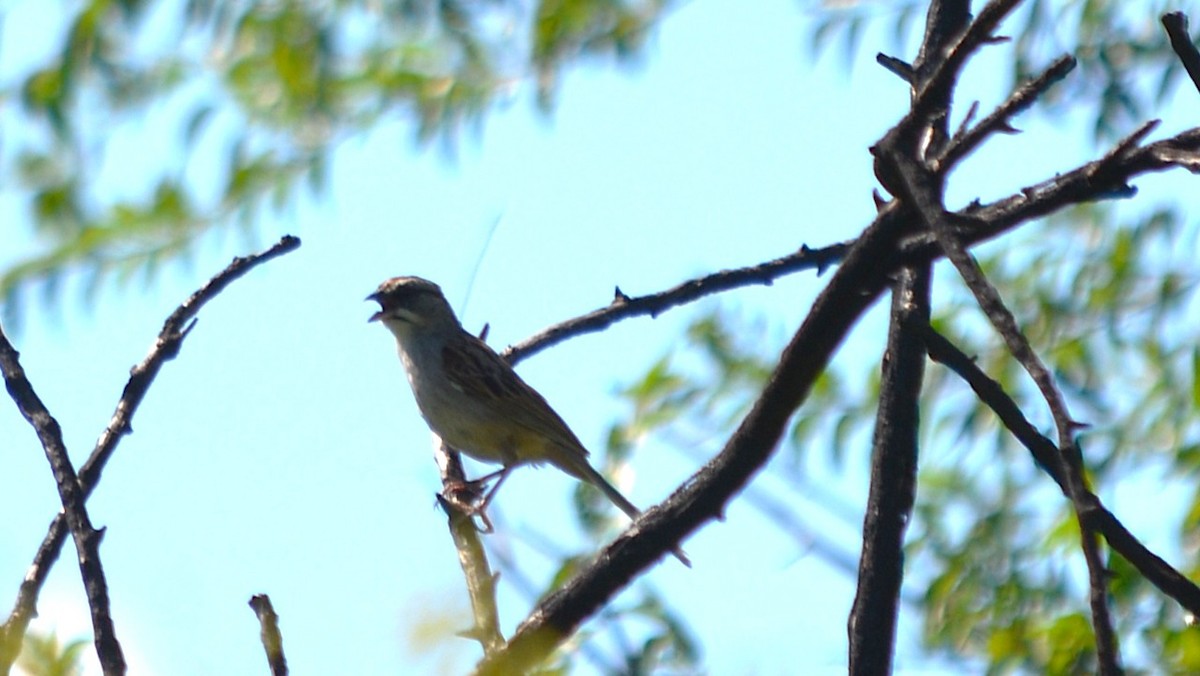 Yungas Sparrow - ML639998048