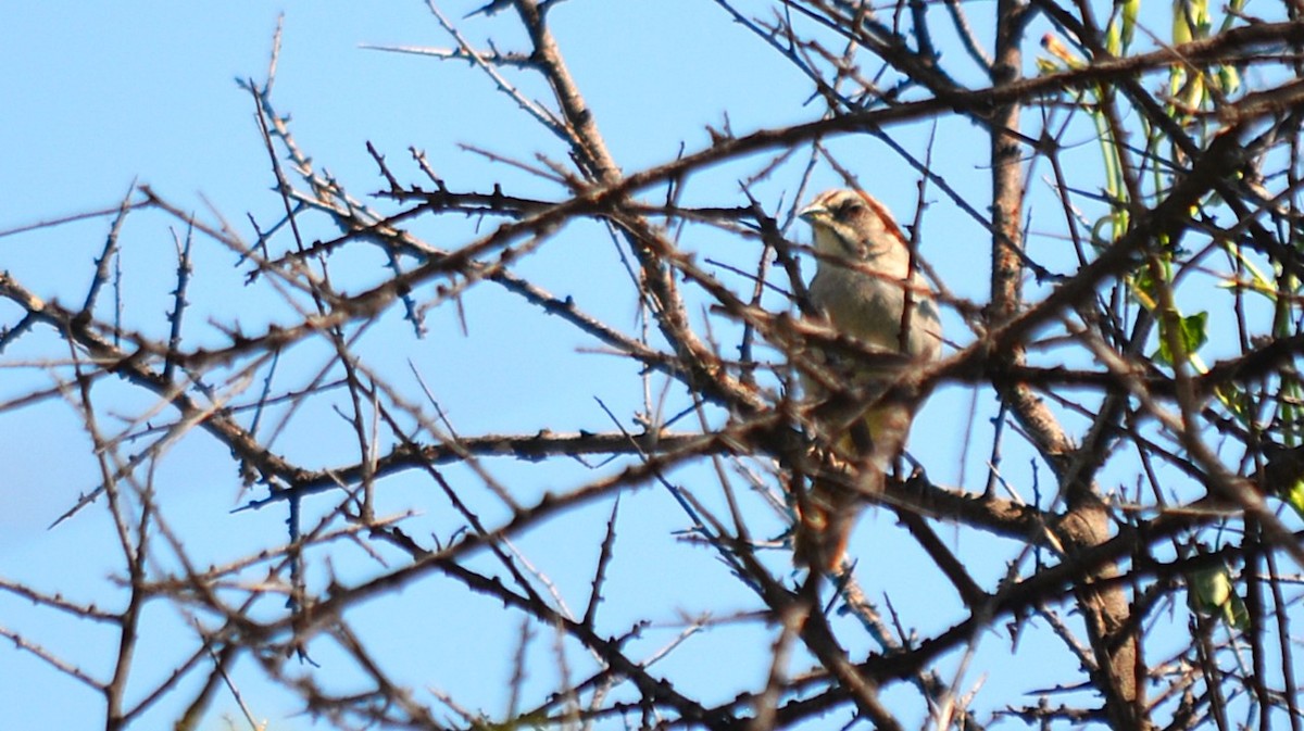 Yungas Sparrow - ML639998049