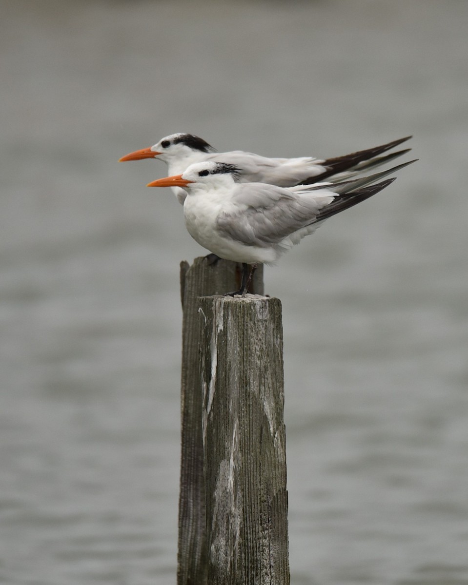 Royal Tern - ML639998062