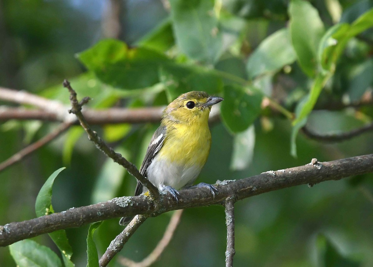 Yellow-throated Vireo - ML639998074