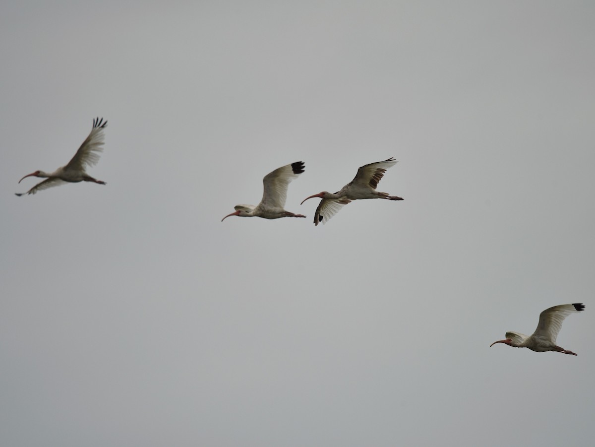 White Ibis - ML639998076