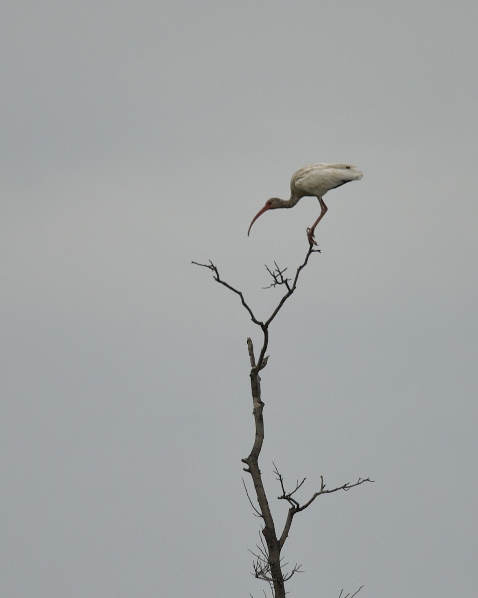 White Ibis - ML639998077