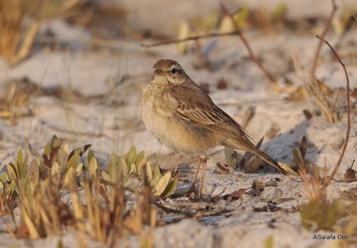 Buffy Pipit - ML639998078
