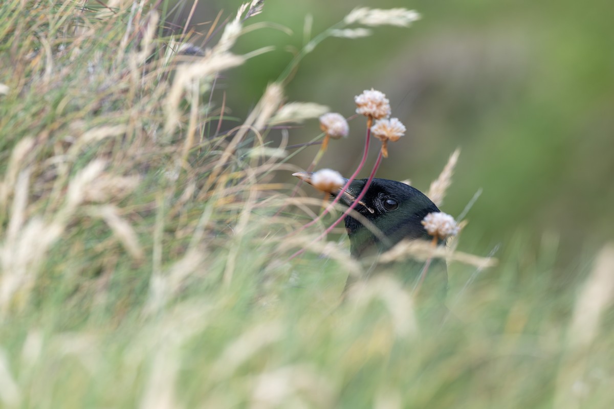 Red-billed Chough - ML639998085
