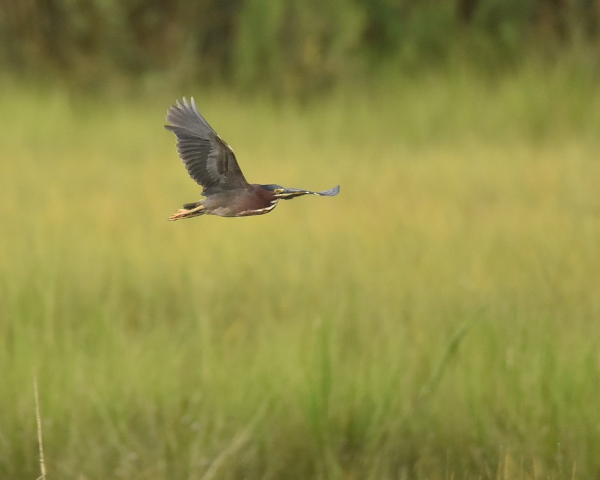 Green Heron - ML639998106
