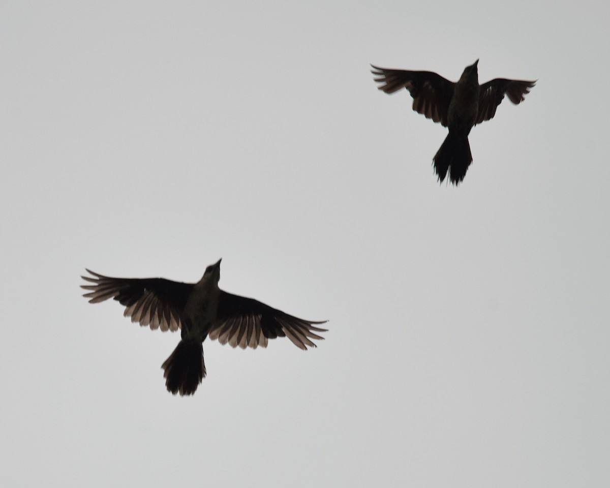 Boat-tailed Grackle - ML639998117