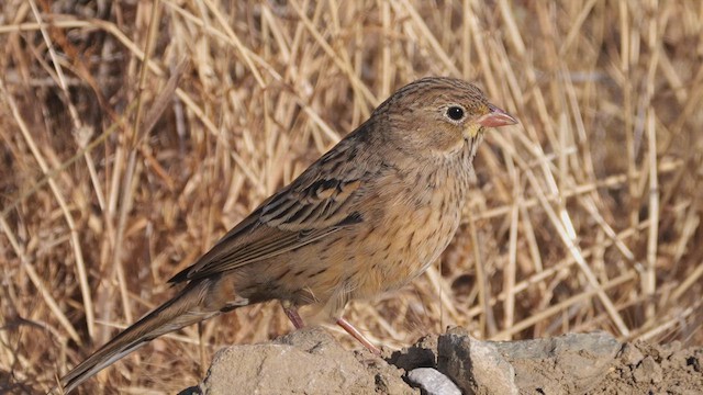 Ortolan Bunting - ML639998180