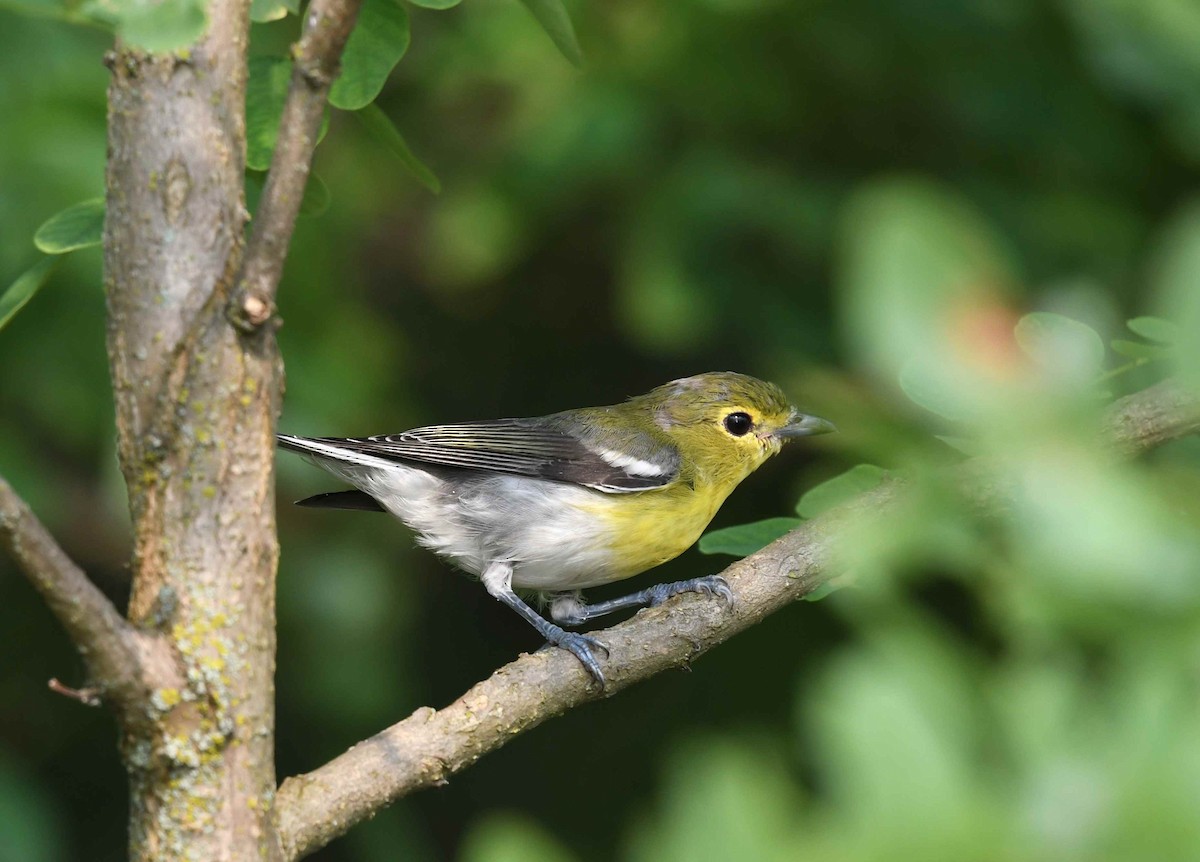 Yellow-throated Vireo - ML639998191