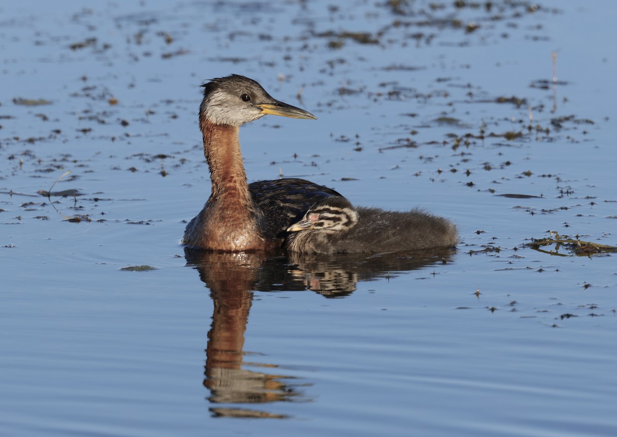 Red-necked Grebe - ML639998194