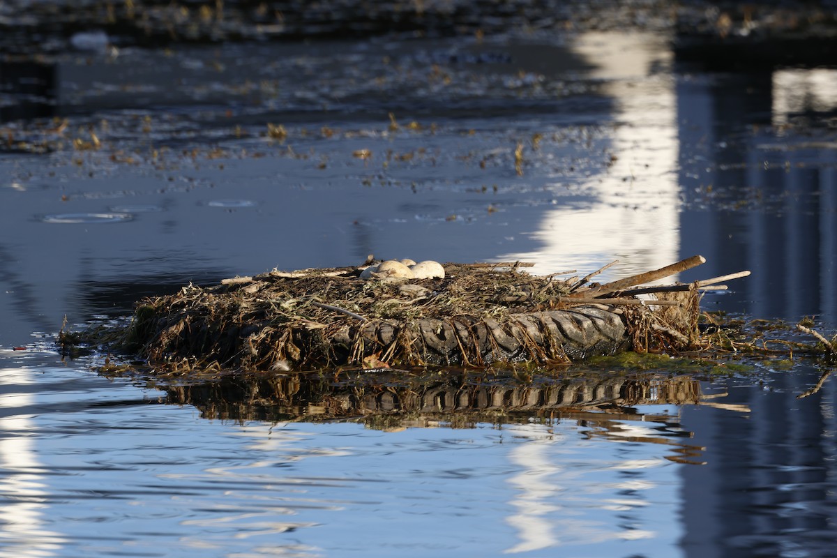 Red-necked Grebe - ML639998195