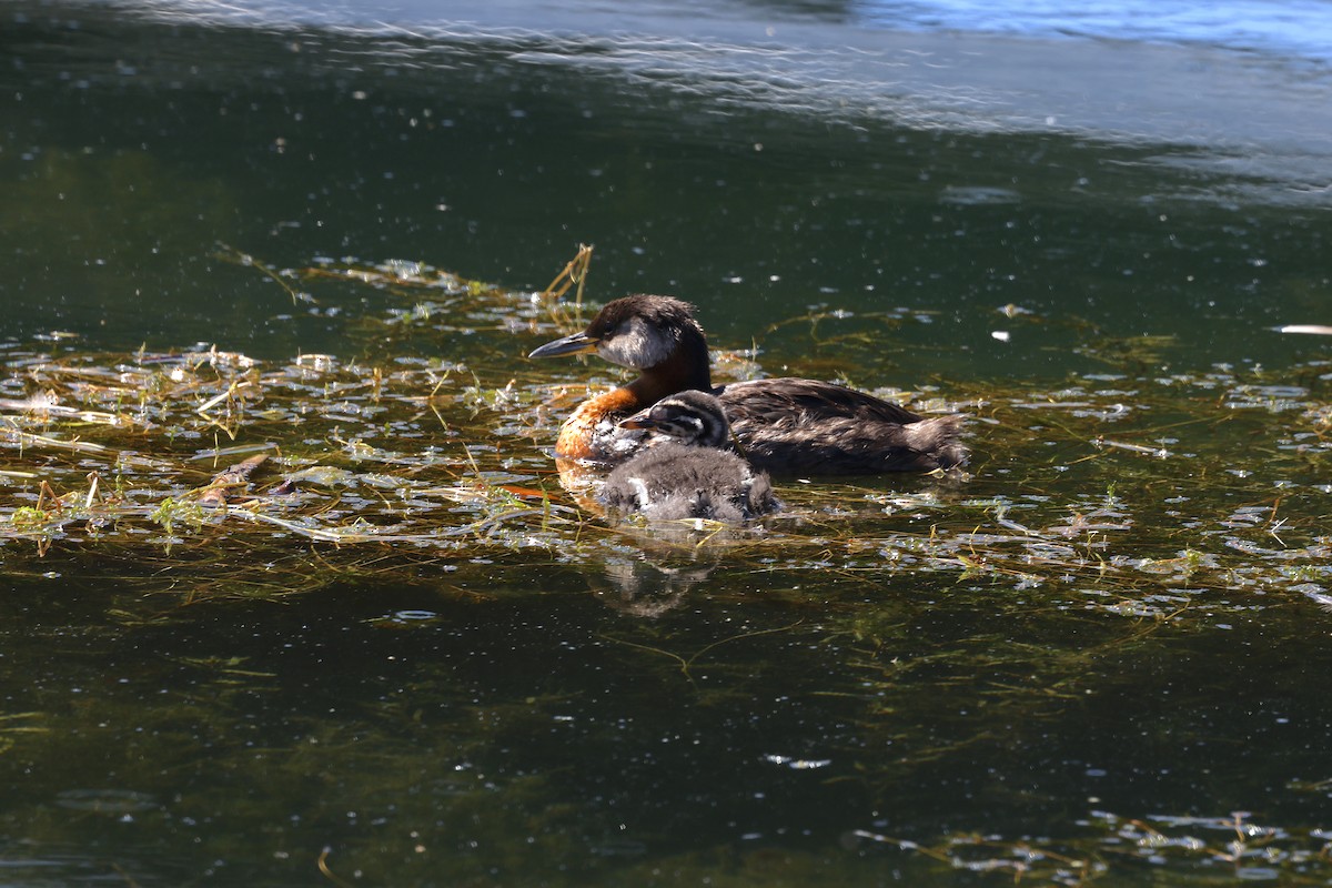 Red-necked Grebe - ML639998196