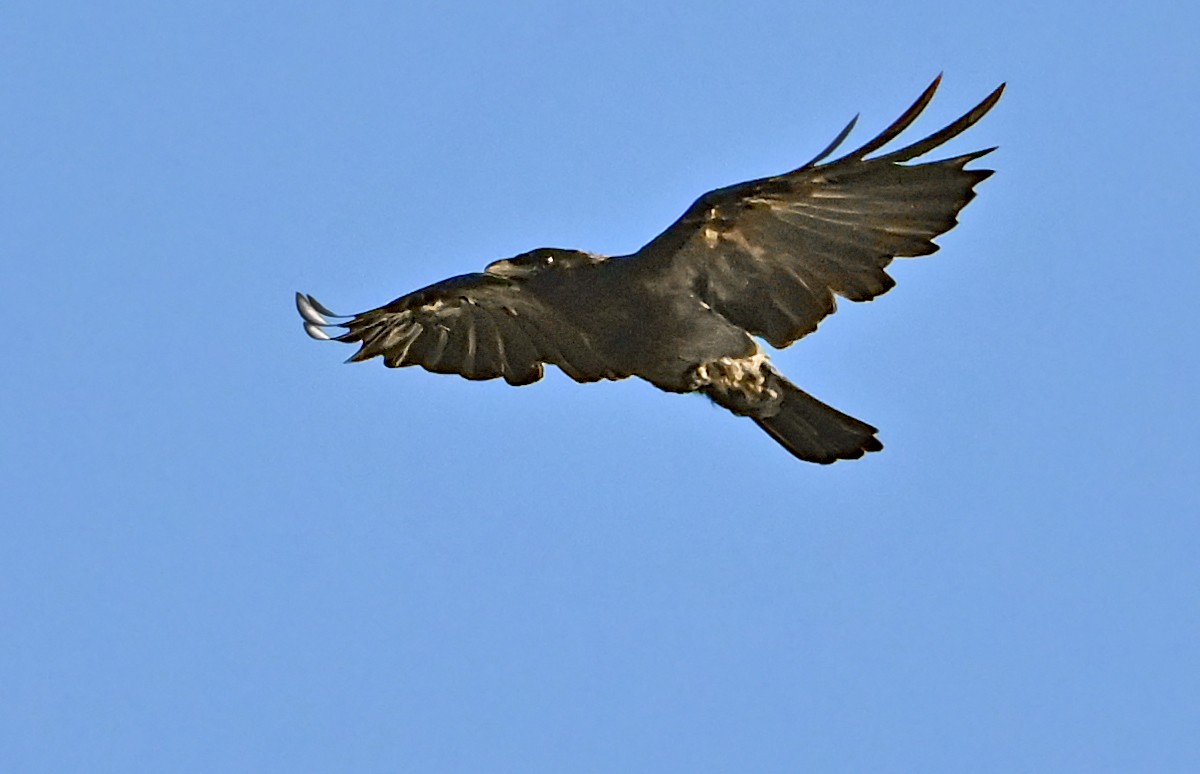 Common Raven - ML639998241