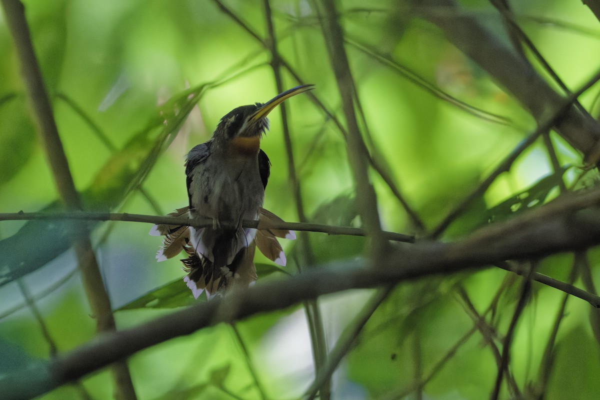 Band-tailed Barbthroat - ML639998261