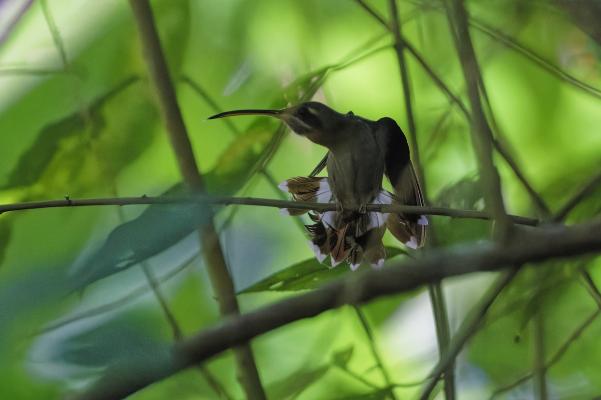 Band-tailed Barbthroat - ML639998262