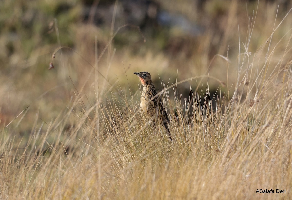 クロスジツメナガタヒバリ - ML639998293
