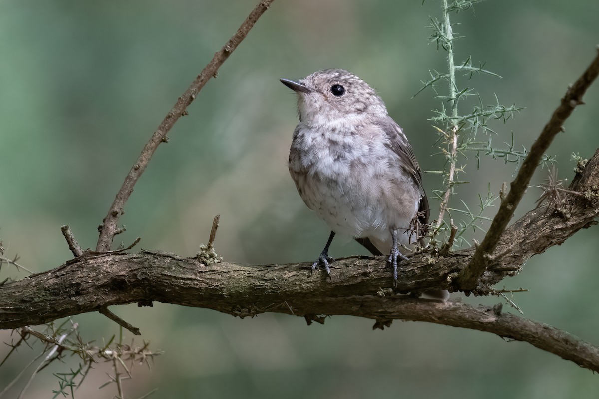 Бөртөт намнаахай - ML639998330