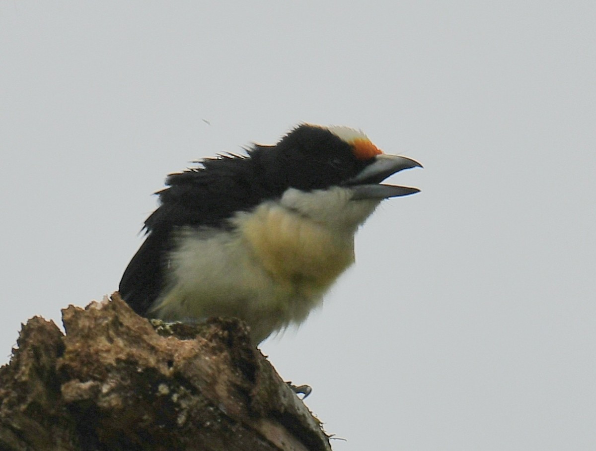 Orange-fronted Barbet - ML639998334