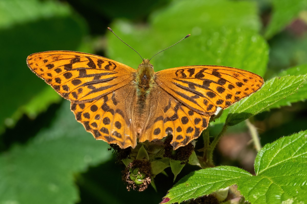 Animals - ML639998344