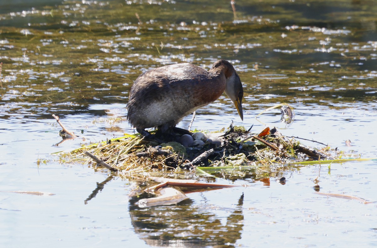 Red-necked Grebe - ML639998427