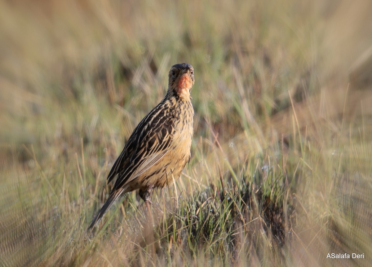 クロスジツメナガタヒバリ - ML639998518