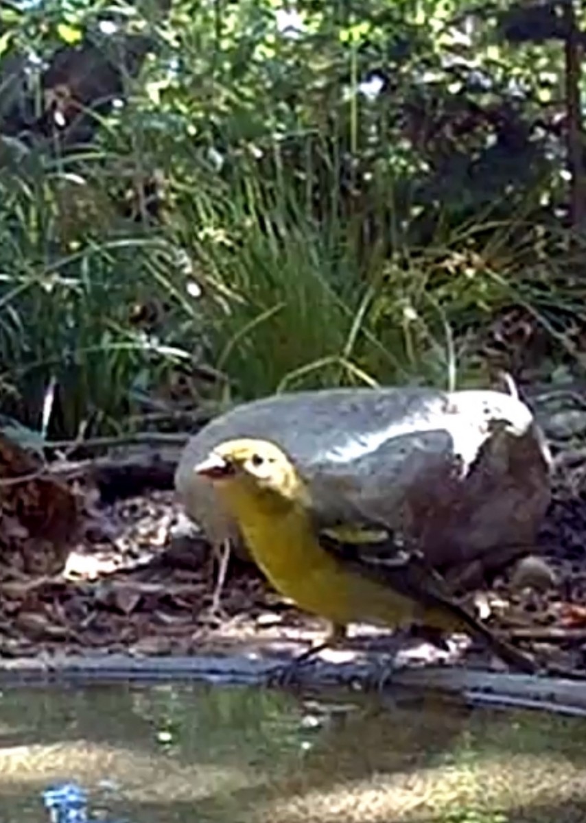 Western Tanager - ML639998617